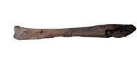 Edmontosaurus Tibia
