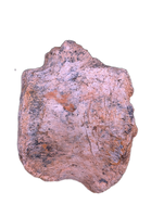 Hadrosaur (Parasaurolophus?) Tail Vertebrae from the Kaiparowitz Formation of Utah.