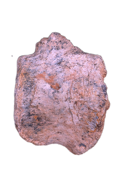 Hadrosaur (Parasaurolophus?) Tail Vertebrae from the Kaiparowitz Formation of Utah.