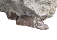 Partial Allosaurus Tooth,  Morrison Formation