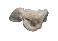 Dolphin (Kentrodontidae) Ear Bone, Calvert Formation, 15-27 Million Years Old