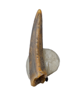 Actual Dromaeosaur (Raptor) Tooth From Kem Kem