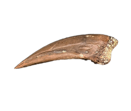 Unknown Theropod Foot Claw, Hell Creek Formation