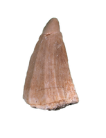 Gavialimimus Tooth, Morocco (Mosasaur)