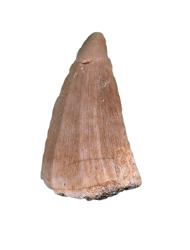 Gavialimimus Tooth, Morocco (Mosasaur)