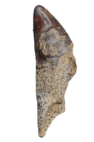 Unique Mammal Tooth, Hell Creek Formation