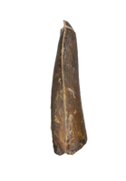 Ceratosaurid Tooth from the Mid Jurassic, Madagascar