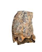 Nanotyrannus Tooth