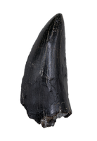 Tyrannosaur Tooth, Two Medicine Formation
