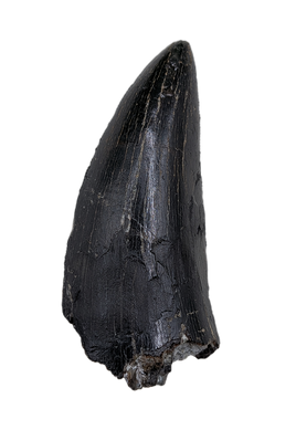 Tyrannosaur Tooth, Two Medicine Formation
