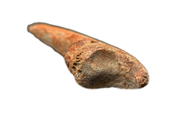 Troodon Foot Claw, Hell Creek Formation