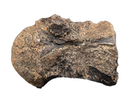 Crocodile Vertebrae, Bridger Formation, Wyoming