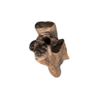 Struthiomimus Tail Vertebra, Hell Creek
