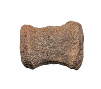 Dinosaur Vertebra, Cloverly Formation