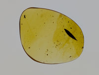 Amber with a leaf from Burma. Middle Cretaceous, 99 Million Years Old
