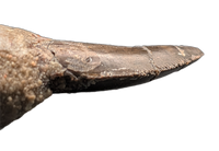 Torvosaur Tooth, El Mers Formation