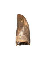 Juvenile Tyrannosaurus Rex Tooth