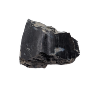 Partial Allosaurus Tooth,  Morrison Formation