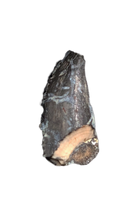 Troodon Tooth, Hell Creek Formation