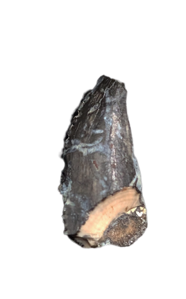 Troodon Tooth, Hell Creek Formation