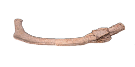 Aetosaur? Rib, Chinle Formation