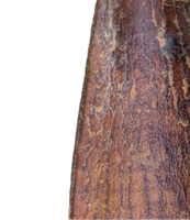Spinosaurus Tooth