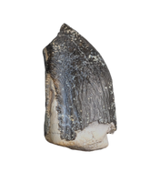 Titanosaur? Tooth from the Mid Jurassic, Madagascar