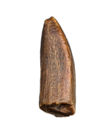 Titanosaur (Dzharatitanis?) Tooth, Bissekty Formation, Uzbekistan