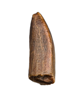 Titanosaur (Dzharatitanis?) Tooth, Bissekty Formation, Uzbekistan