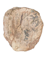 Sauropod (Long Neck) Tail Vertebra, El Mers III Formation