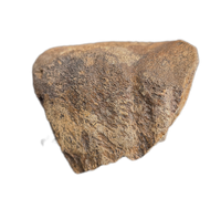 Dinosaur Limb End, Bissekty Formation