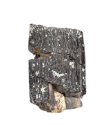 Diplodocus Tooth
