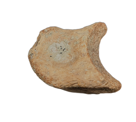 Ornithomimid Toe
