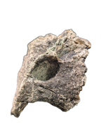 Allosaurus Dorsal Vertebrae, Morrison Formation