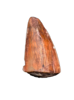 Triassic Dinosaur (Gojirasaurus?) Tooth