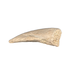 Turtle Claw, Lance Formation
