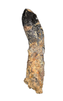 Diplodocid (Sauropod) Tooth, El Mers Formation