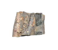 Allosaurus Tooth,  Morrison Formation