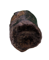 Sauropod (Long Neck) Tail Vertebra, El Mers III Formation