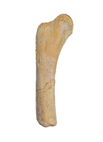 Theropod Femur, Kem Kem