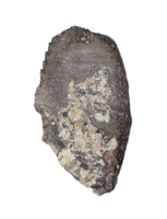 Camptosaurus Tooth, Morrison Formation