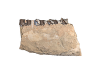 Mesohippus Jaw Section