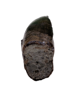 Tyrannosaur Tooth, Two Medicine Formation