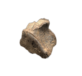 Crocodile Vertebrae, Bridger Formation, Wyoming