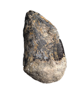 Sauropod Tooth, El Mers Formation
