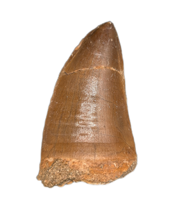 Large Thalassotitan Tooth, Morroco (Mosasaur)