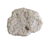 Phytosaur Armor Scute, Chinle Formation