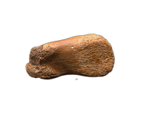 Struthiominus Toe Bone, Hell Creek