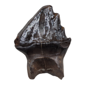 Huge Denversaurus Tooth from the Hell Creek Formation