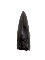 Tyrannosaur Tooth, Judith River Formation